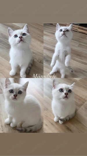 BKH Baby Katzen abzugeben   