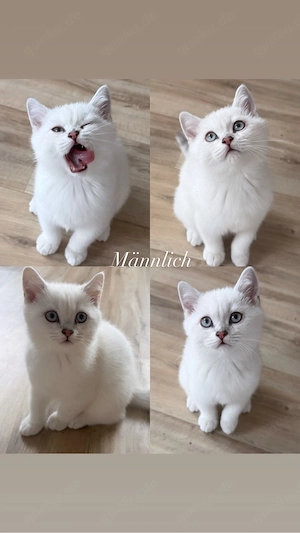 BKH Baby Katzen abzugeben   