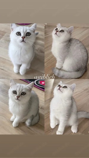 BKH Baby Katzen abzugeben   