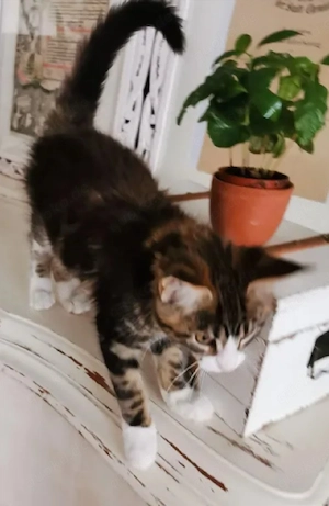 Harmony...Reinrassiges Maine Coon - Kitten mit Stammbaum