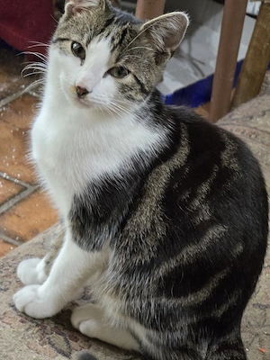Bengalmix - schnurrt sofort Bild 8