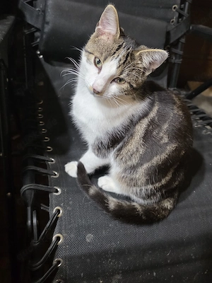 Bengalmix - schnurrt sofort Bild 7