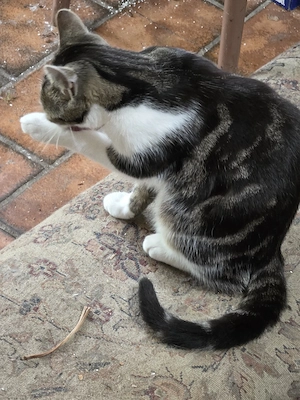 Bengalmix - schnurrt sofort Bild 9