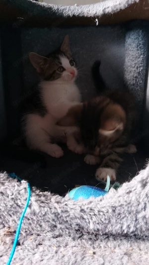 baby kitten