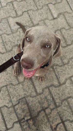 Weimaraner Rüde sucht liebevolles Zuhause    
