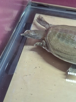 Wasserschildkröte abzugeben 