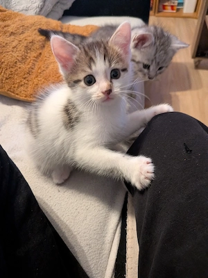 kitten zu verkaufen 