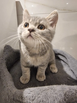 Wunderschöne reinrassige BKH Kater 3 Monate alt grau weiß getigert abgabebereit