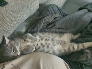 Kater sucht neues sicheres Zuhause