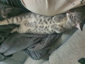 Kater sucht neues sicheres Zuhause