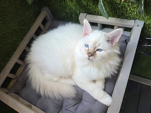 Wunderschöne Reinrassige Heilige Birma Kitten
