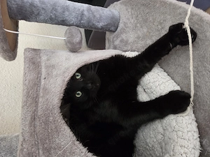 Kater Alwin sucht ein liebevolles allein zu Hause!