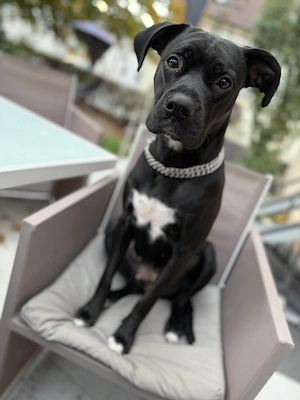 Boxer Mischling 