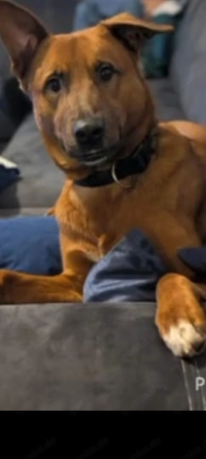Rudi sucht ein Zuhause