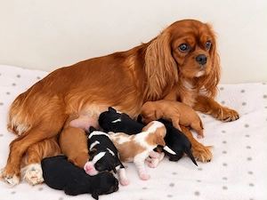 Wunderschöne Cavalier King Charles Spaniel Welpen 