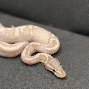 Königspython Piebald 