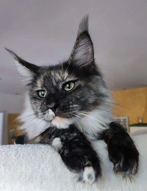 Maine-Coon Katze