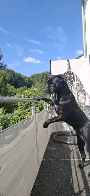 Cane Corso Italiano Hündin