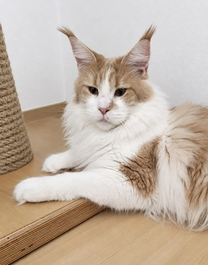 Maine Coon Mädchen mit Stammbaum 