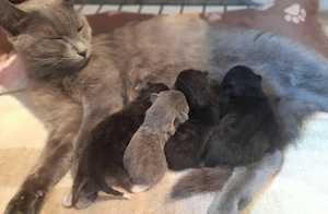 4 Kitten 8 Wochen alt
