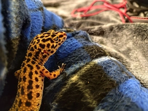 Leopardengecko weibchen zu verkaufen
