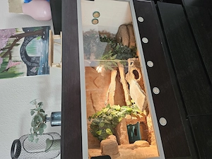 3 Leopardgeckos mit Terrarien und Zubehör