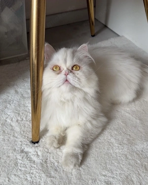 Liebevolle weiße Perserkatze Coco