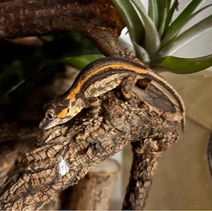 Höckerkopfgecko poss. 0.1