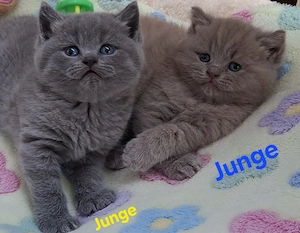 BKH Kitten ( 3 Jungs ) Abgabe November 