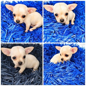 3 Wunderschöne Chihuahua Welpen 