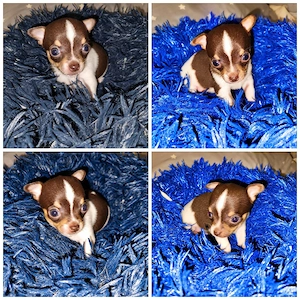 7 Wunderschöne Chihuahua Welpen 