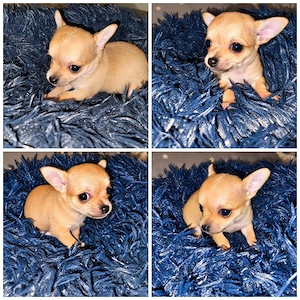 2 Wunderschöne Chihuahua Welpen 