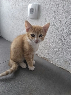 Roter Kater sucht seine Familie fürs Leben