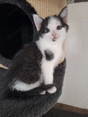 Schwarz-weißes KatzenmädchenSchwarz-weißes KatzenmädchenSchwarz-weißes Katzenmädchen, Kitten