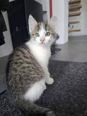 Grau-weiß getigertes Katzenmädchen sucht ein Zuhause
