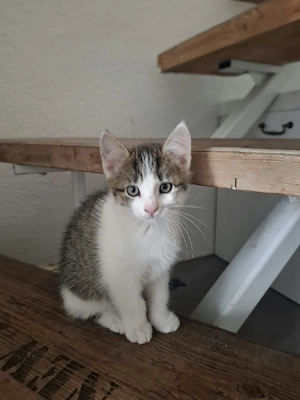 Grau-weiß getigertes Katzenmädchen sucht ein Zuhause