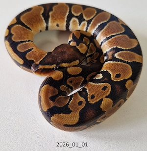 Königspython triple het Piebald Ultramel Hypo