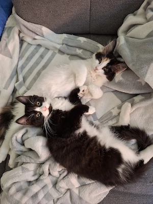 Maine Coon Mix Kitten