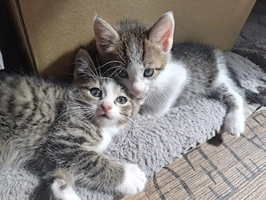 Grau getigerter Katzenjunge sucht liebevolle Dosenöffner
