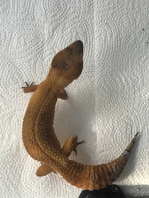 0.1 Inferno Blood Leopardgecko - Eublepharis macularius Weibchen