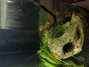 Tetra Halbkreis Aquarium