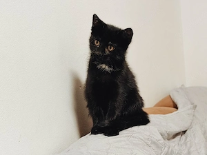 Süße Katze sucht Zuhause - EKH kitten