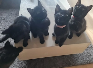süßes Kitten