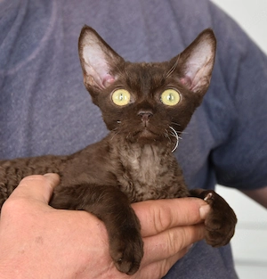 Reinrassige Devon Rex Kitten mit Stammbaum,  in Deutschland geboren 