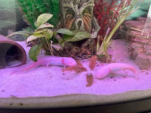 Axolotl zu verkaufen