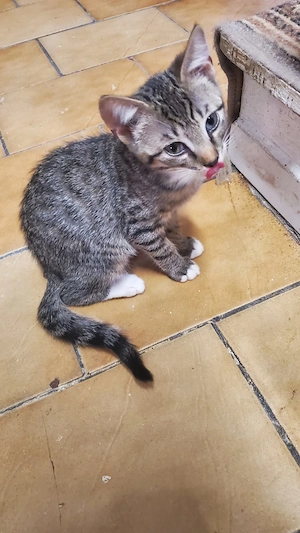 Diese 3 Wohnungskatzen Kitten, Handaufzuchten, hundeerfahren, suchen ein liebevolles Zuhause
