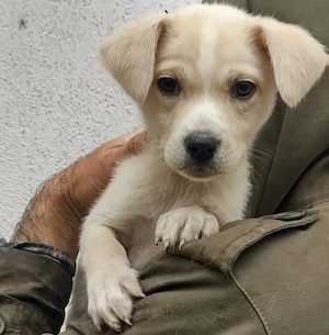 Lina (Mischling) sucht zuhause 