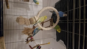 Wellensittiche (2 Paare + 1 Jungvogel) mit Käfig & Zubehör