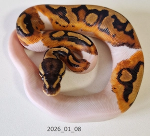 1.0 Königspython Piebald dhet Ultramel Hypo