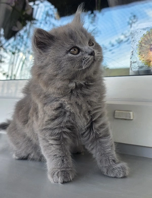 Süße reinrassige kitten  